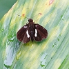 J01_1229 Banded Demon